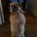 funny dog 5