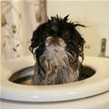 funny dog 1