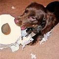 funny dog 3