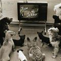 funny dog 3