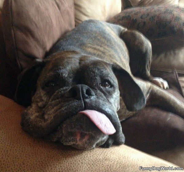 Tongue Out Funny Dog
