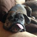 funny dog 2
