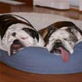 funny dog 4