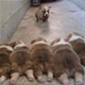 funny dog 5