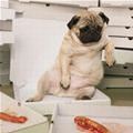 funny dog 1