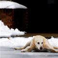 funny dog 2