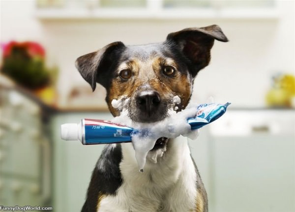 Tooth Paste Dog