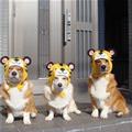 funny dog 3