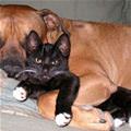 funny dog 1