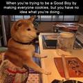 funny dog 5