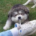 funny dog 2