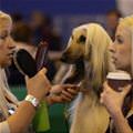 funny dog 3