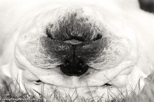 Upside Down Dog