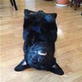 funny dog 5