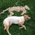 funny dog 2