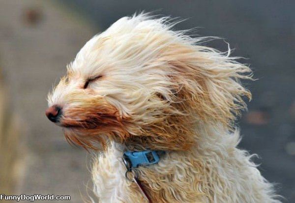 Very Windy Today