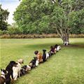 funny dog 5