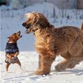 funny dog 2