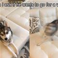 funny dog 2