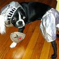funny dog 3