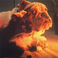funny dog 4