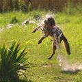 funny dog 5