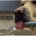 funny dog 1