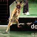 funny dog 3