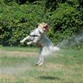 funny dog 4