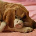 funny dog 2