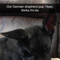 funny dog 1