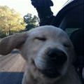 funny dog 4