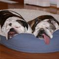funny dog 5