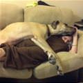 funny dog 3