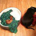funny dog 4