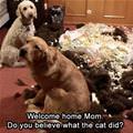 funny dog 5