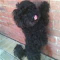 funny dog 3