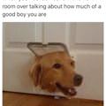 funny dog 4