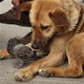 funny dog 5