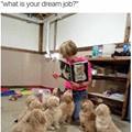 funny dog 4