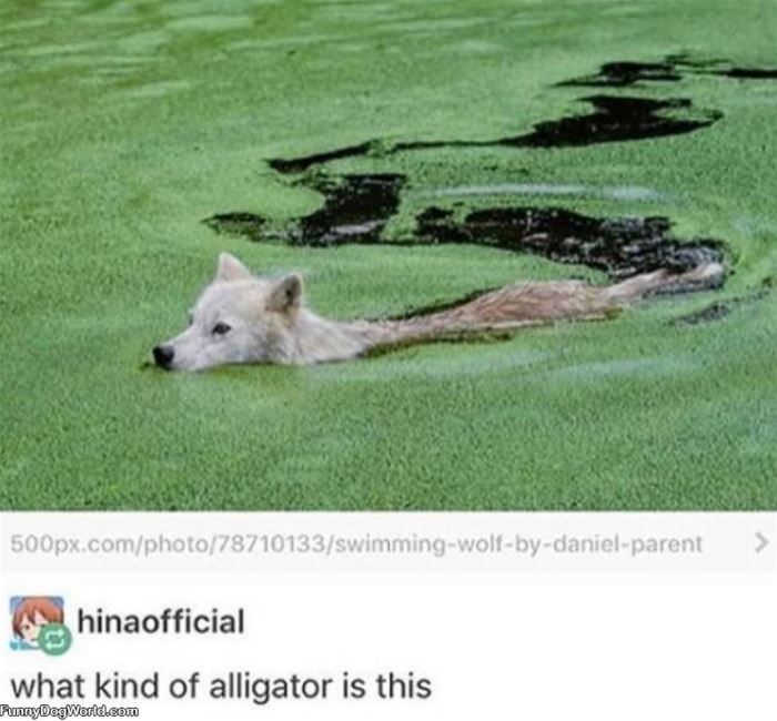 What Kind Of Alligator