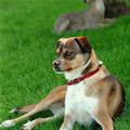 funny dog 5