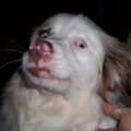 funny dog 3