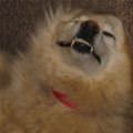funny dog 4