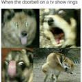 funny dog 2