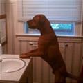 funny dog 2