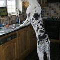 funny dog 1