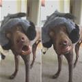 funny dog 4