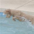 funny dog 3
