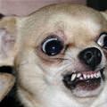 funny dog 2